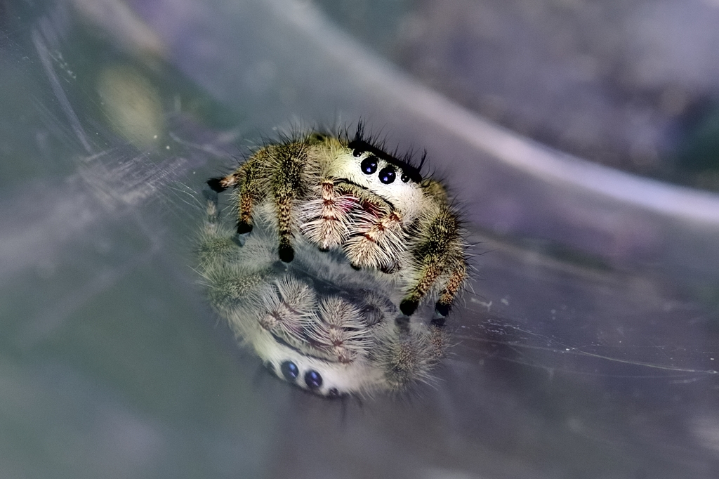 Jumping spider