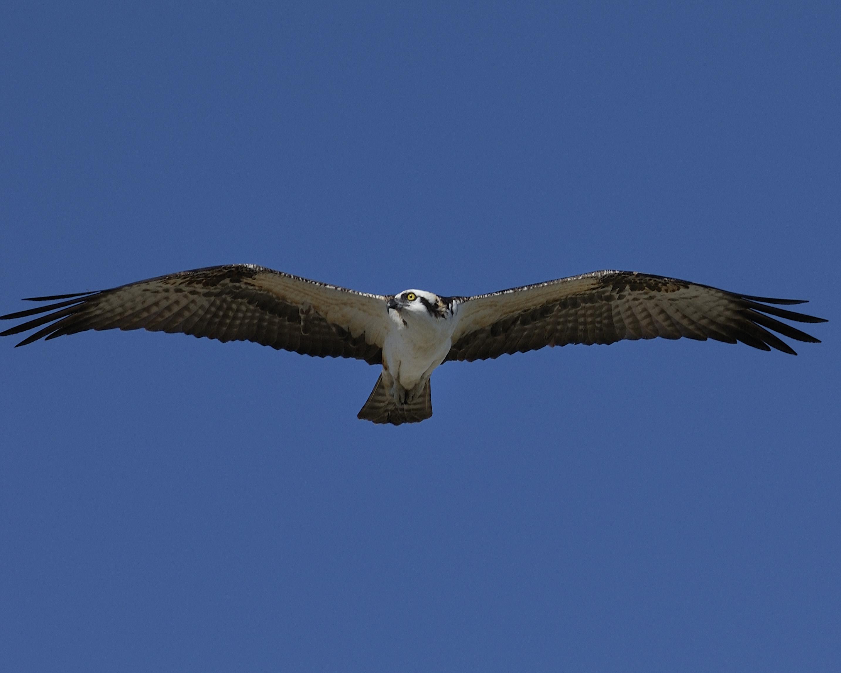 Osprey27-in flight.jpg