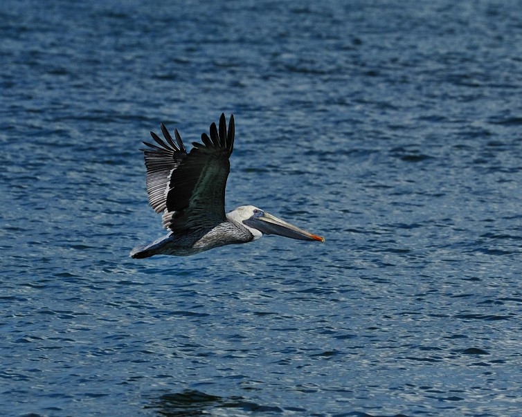 BrownPelican09-in flight.jpg