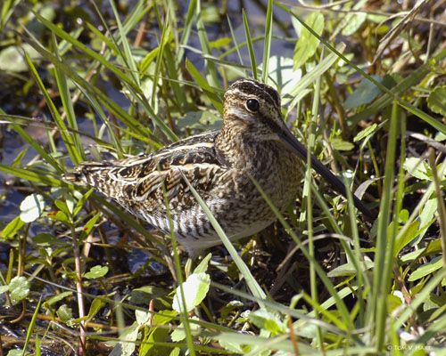 Common Snipe Circle B Reserve