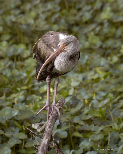 Casualty Of The Swamp - Broke Leg Ibis 3-16-11