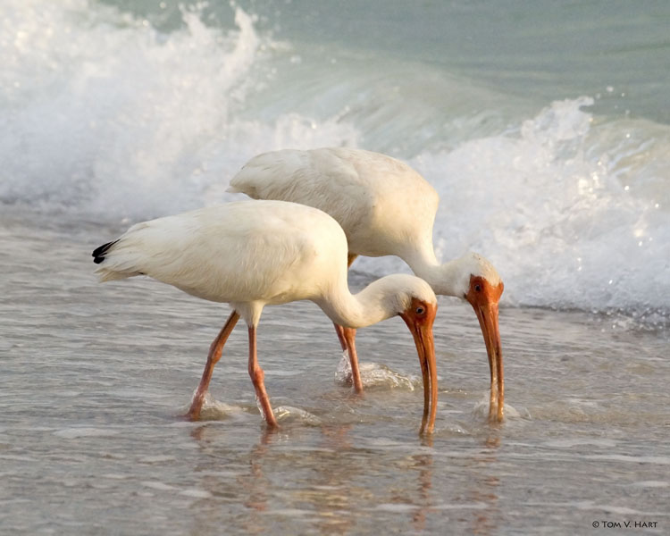 Dining Partners- White Ibis