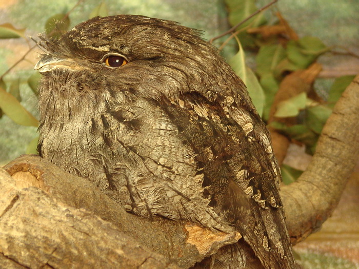 Tawny Frogmouth Owl