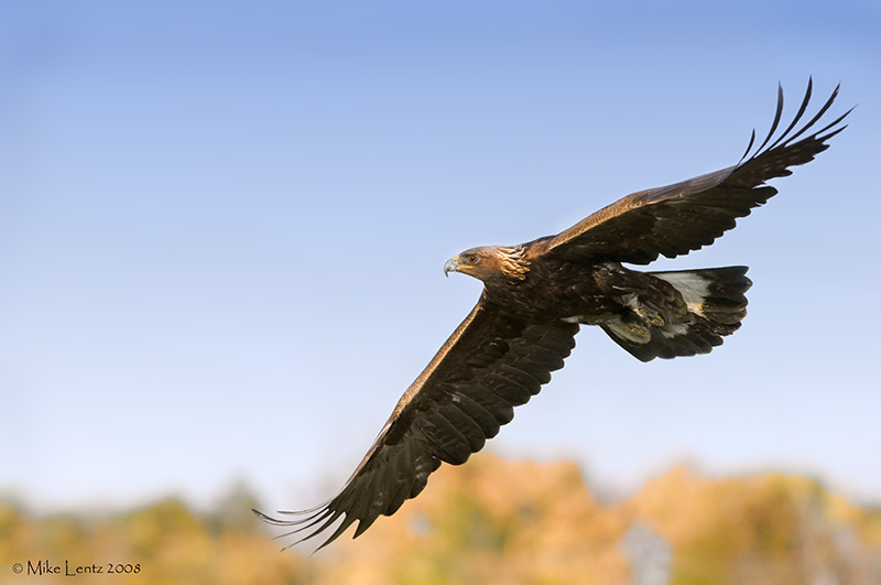 Golden Eagle Fall flight