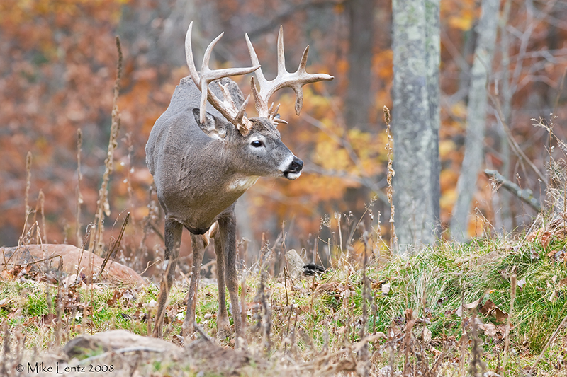22 pt buck walking the path