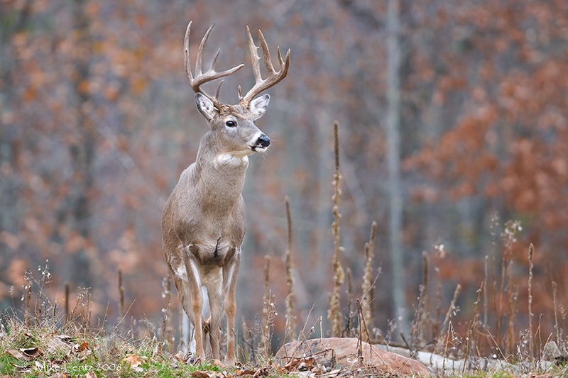 Buck approaching!