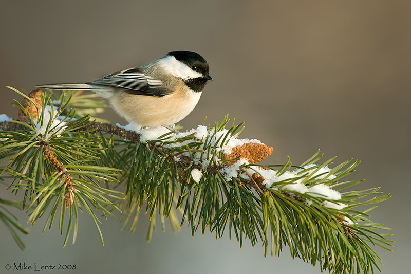 Black capped chickadee on snowy pine ledge