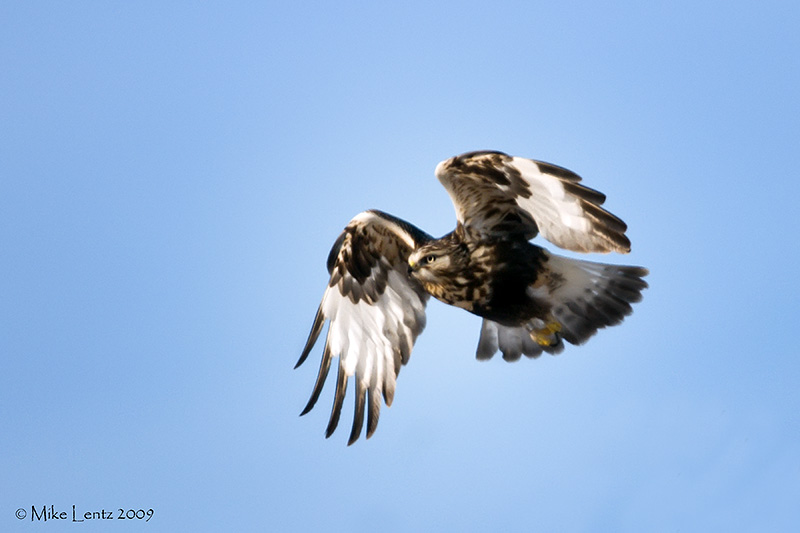 Rough Legged Hawk
