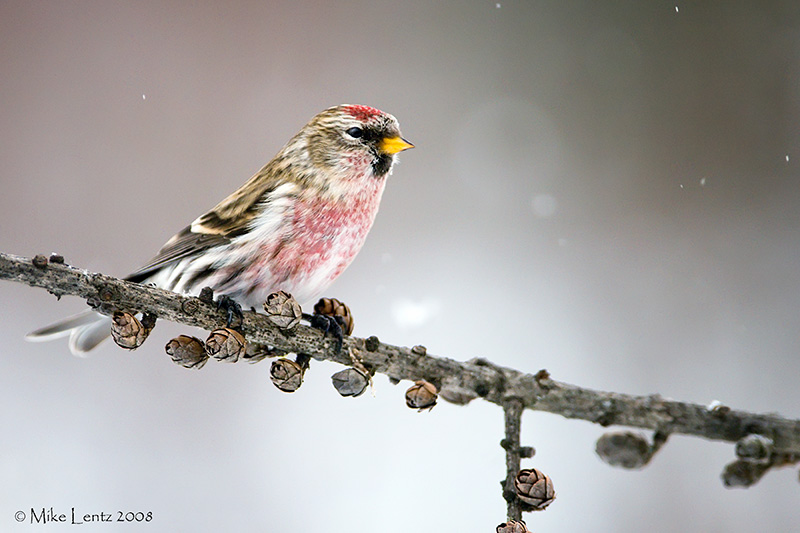 Common Redpoll on seed pods