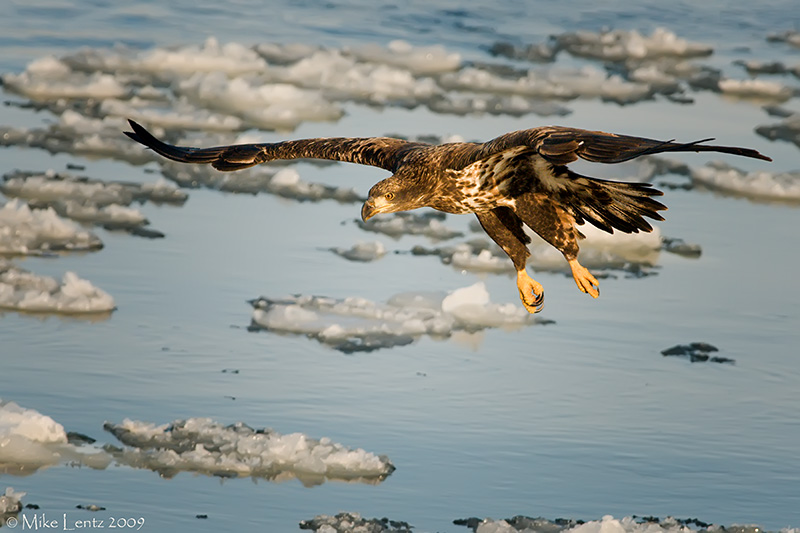 Juvenile over ice patches