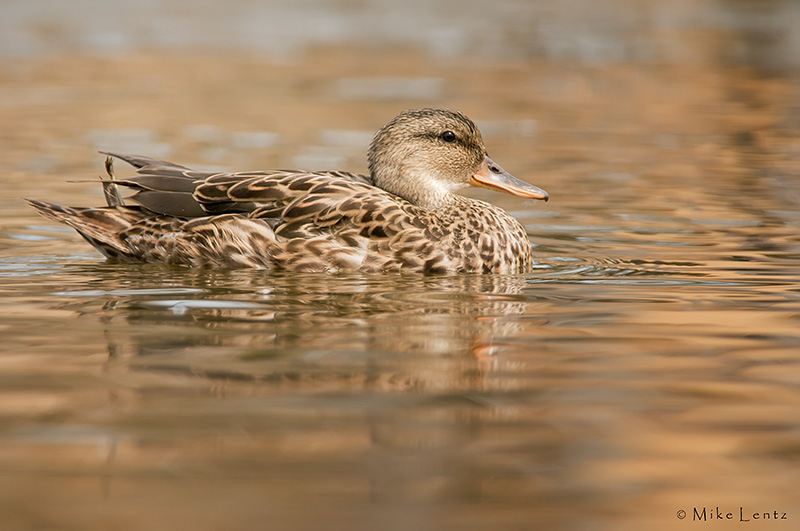 Gadwall (hen)