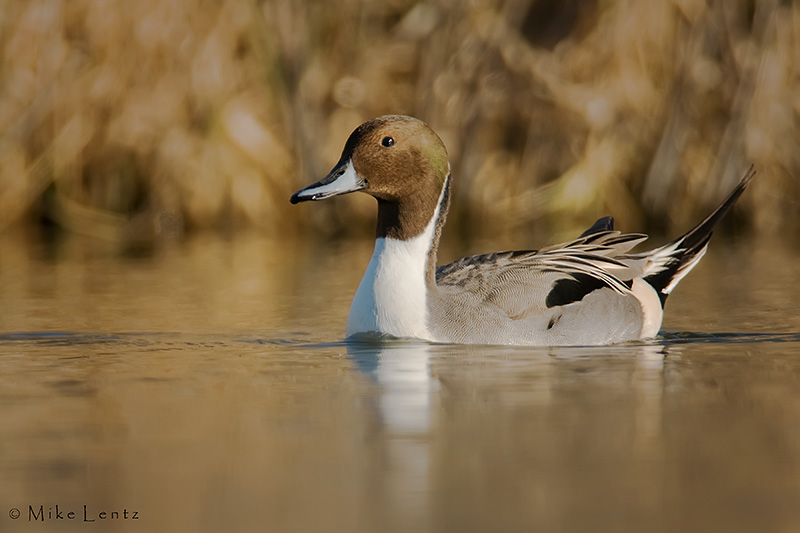 Pintail (Drake)