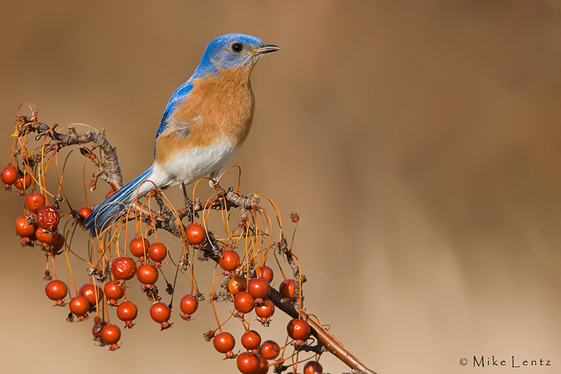 Berry nice scene