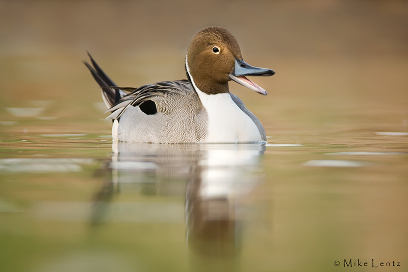 Pintail squaking