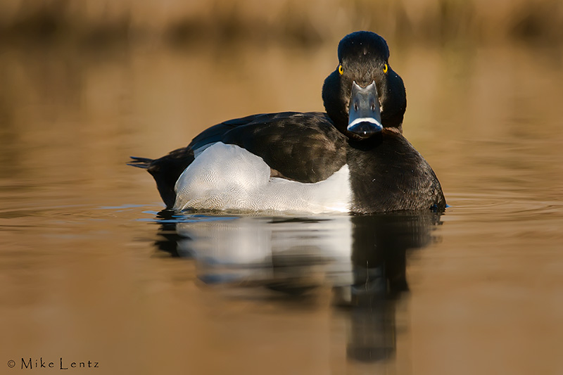 Ringneck duck (drake)