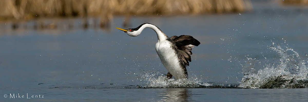 Western Grebe rushing   PANO