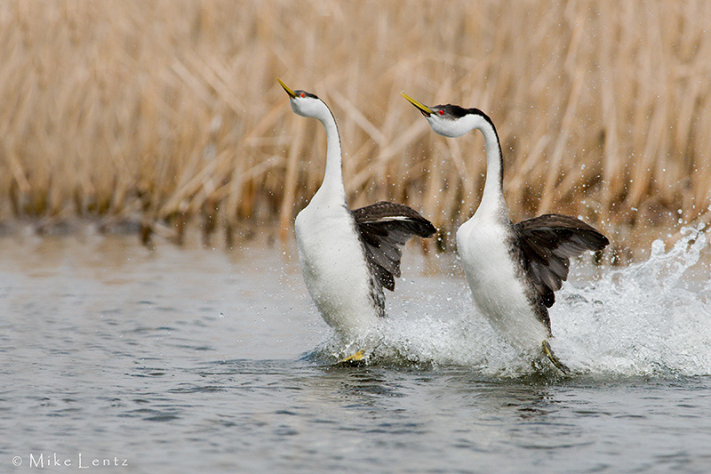 Western Grebes (rushing)