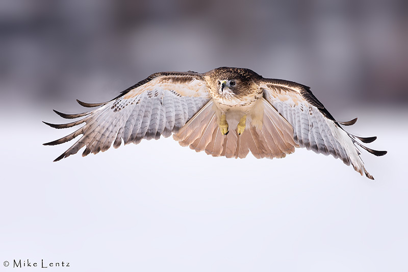 Red Tailed Hawk