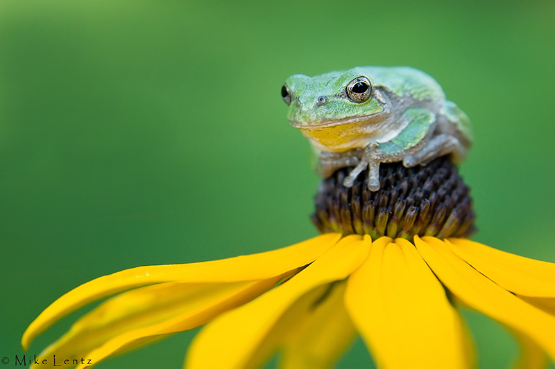 Gray tree frog