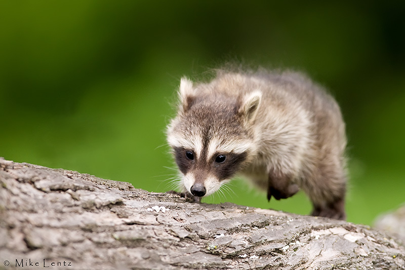 Racoon (baby)