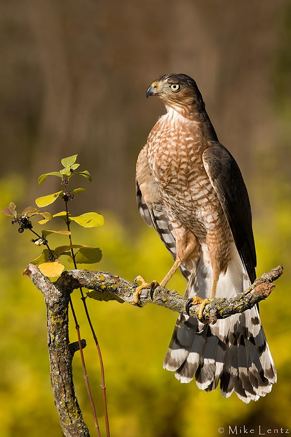 Coopers Hawk