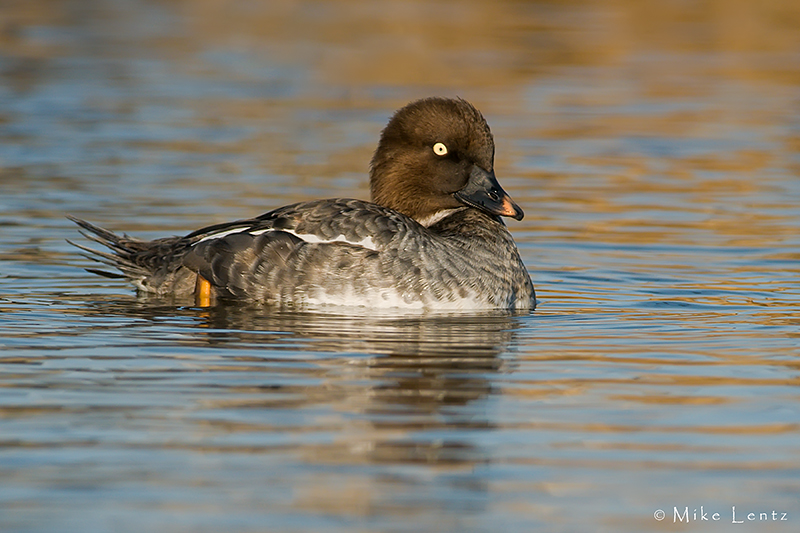 Common Goldeneye (Hen)