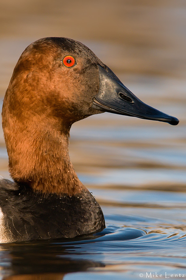 Canvasback (headshot)