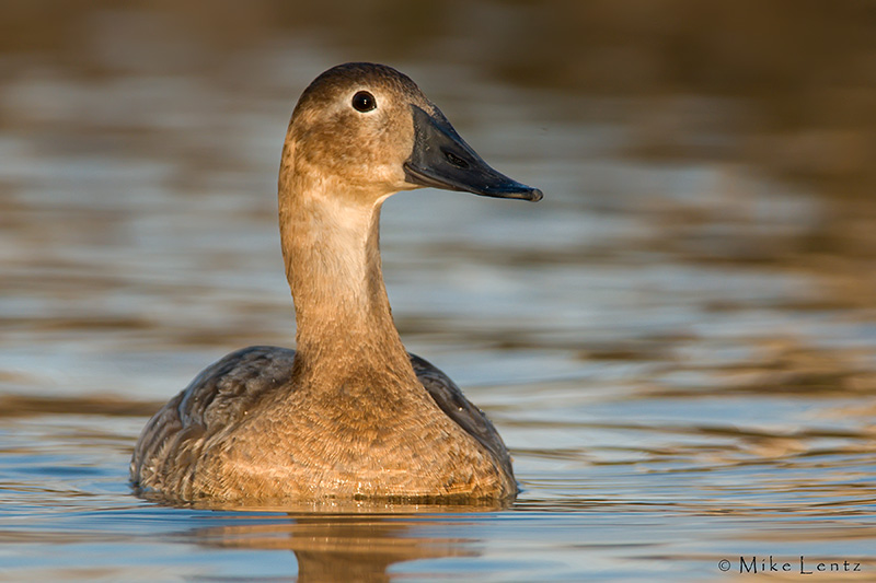 Canvasback (Hen)