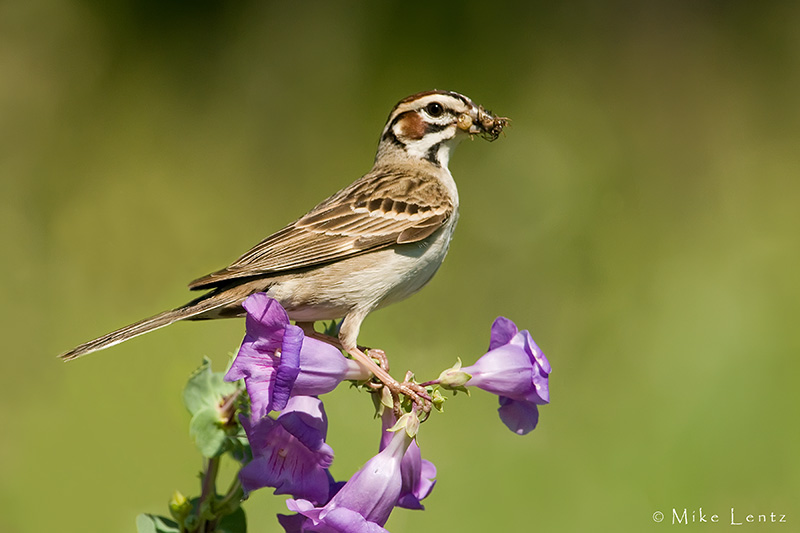 Lark Sparrow