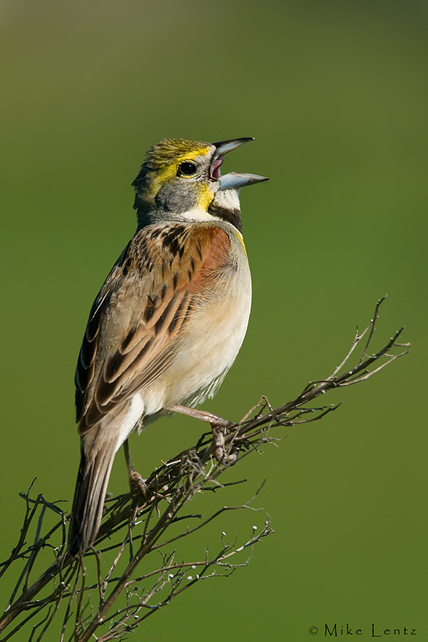 Dickcissel