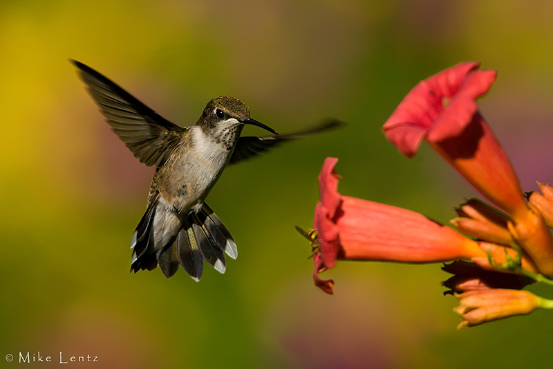 Ruby Throated Hummingbird (Juvenile male)