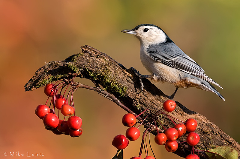 White breasted nuthatch