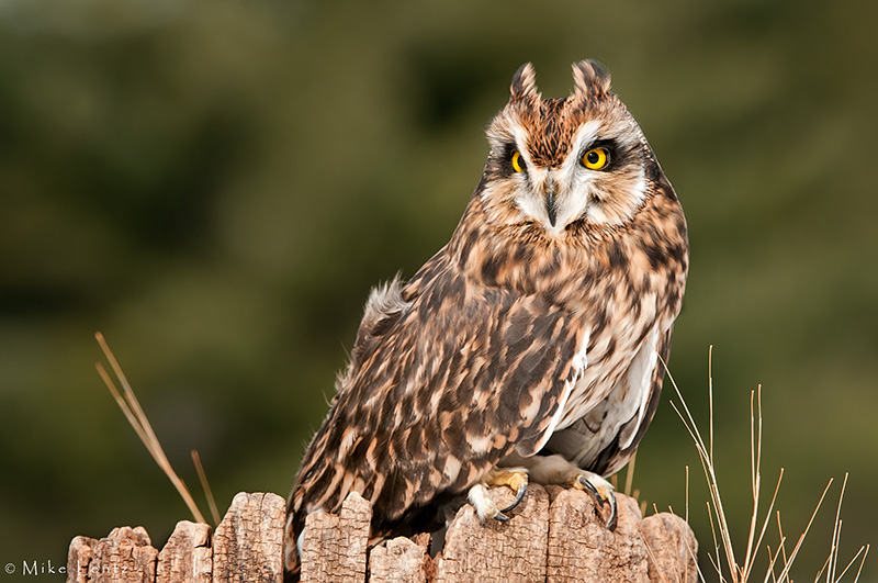 Short Eared Owl