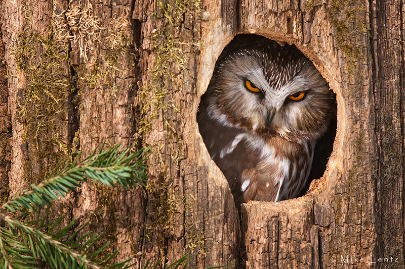 Northern Saw Whet in cavity