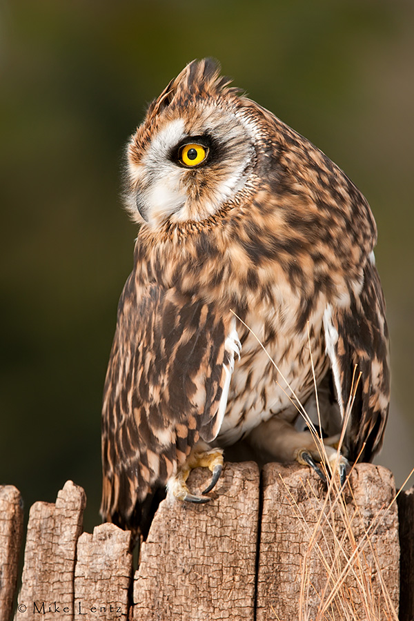 Short Eared Owl