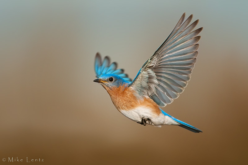 Eastern Bluebird