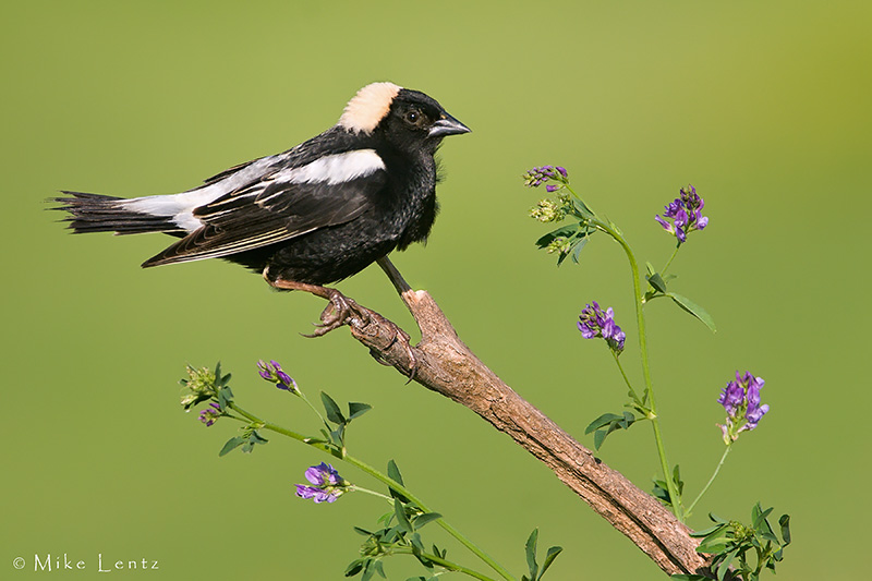 Bobolink