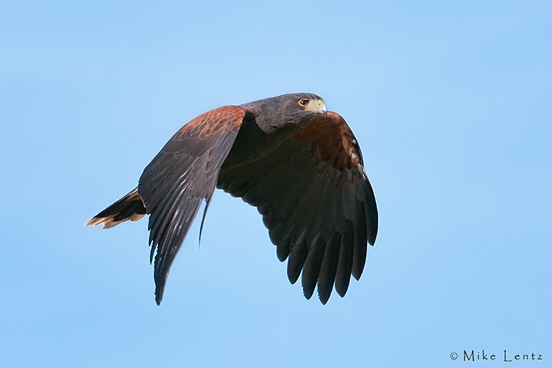 Harris Hawk