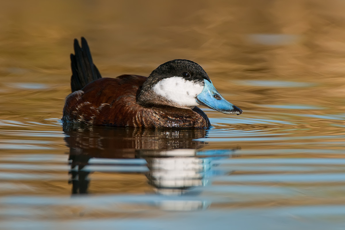 Ruddy Duck on golden waters