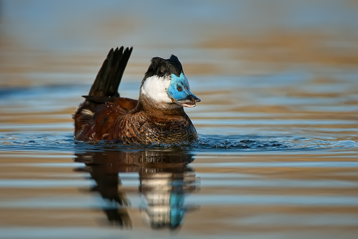 Ruddy Duck Bubbling