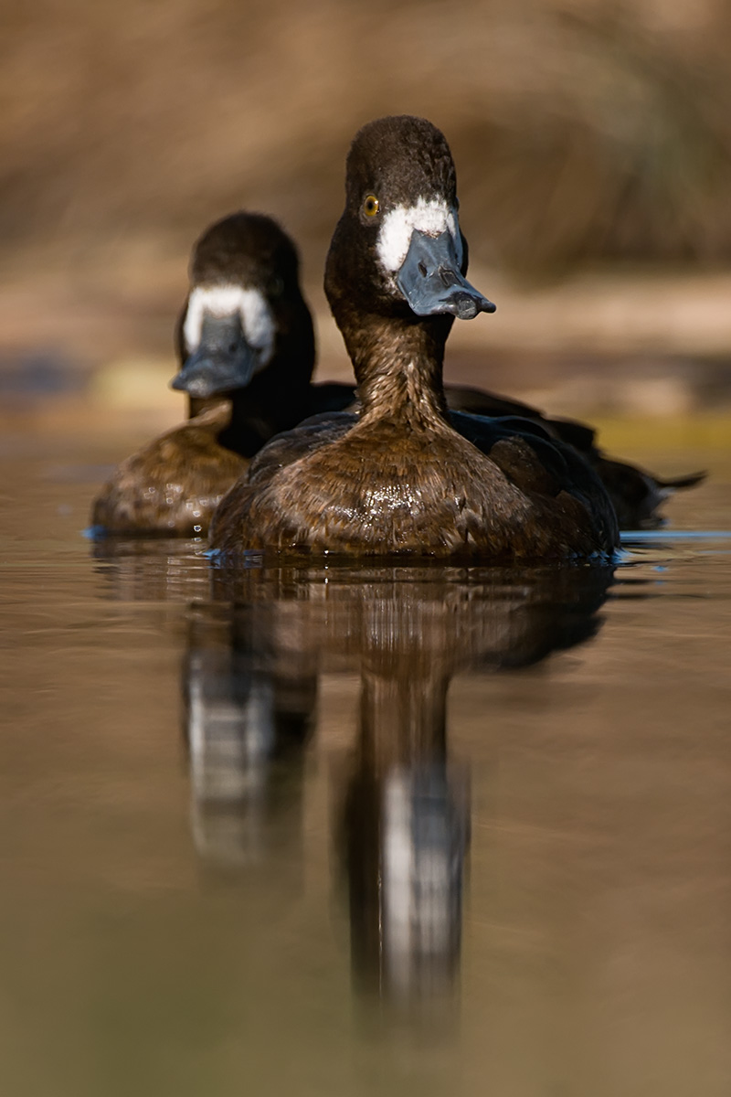 Scaup duo