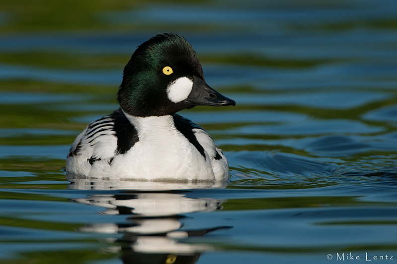 Common Goldeneye