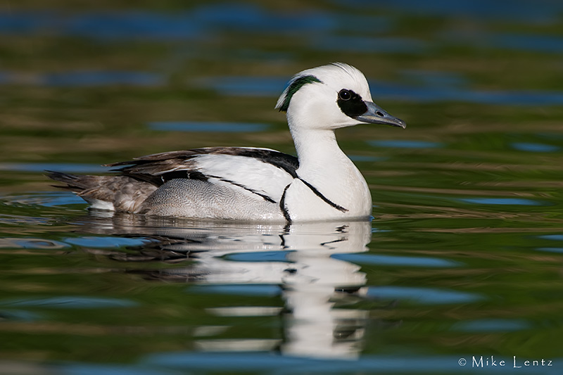 Smew