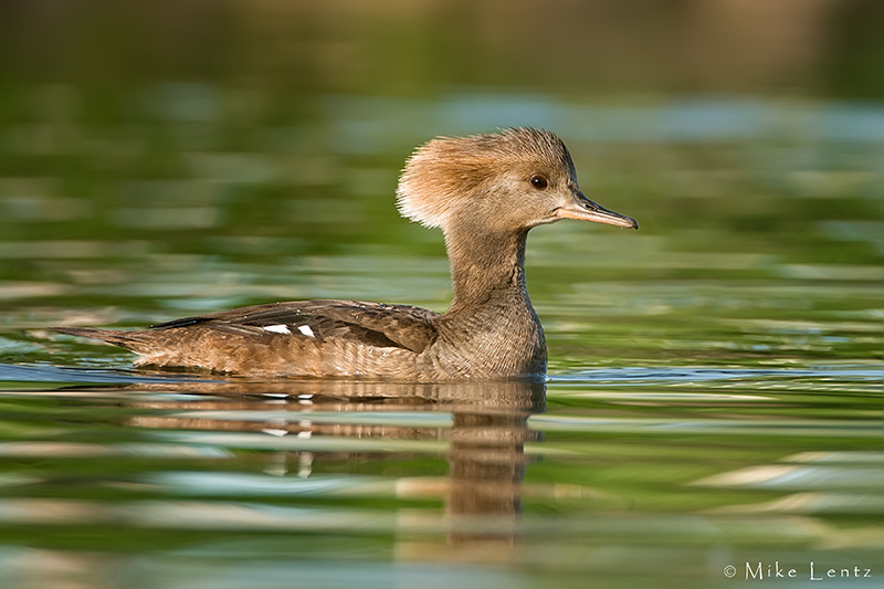 Hooded merganser (hen)