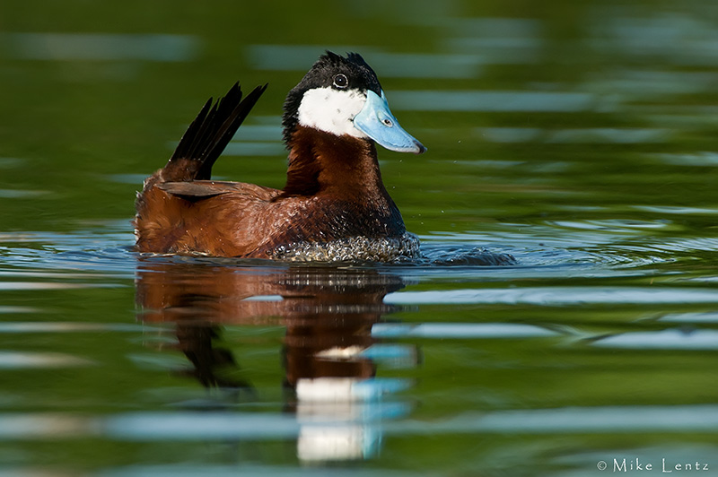 Ruddy Duck (drake) bubbling