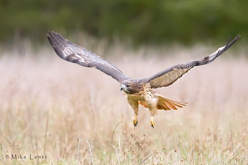 Redtailed Hawk flys low over field