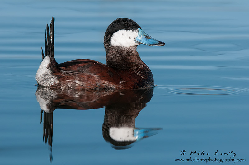 Ruddy Duck (Drake)