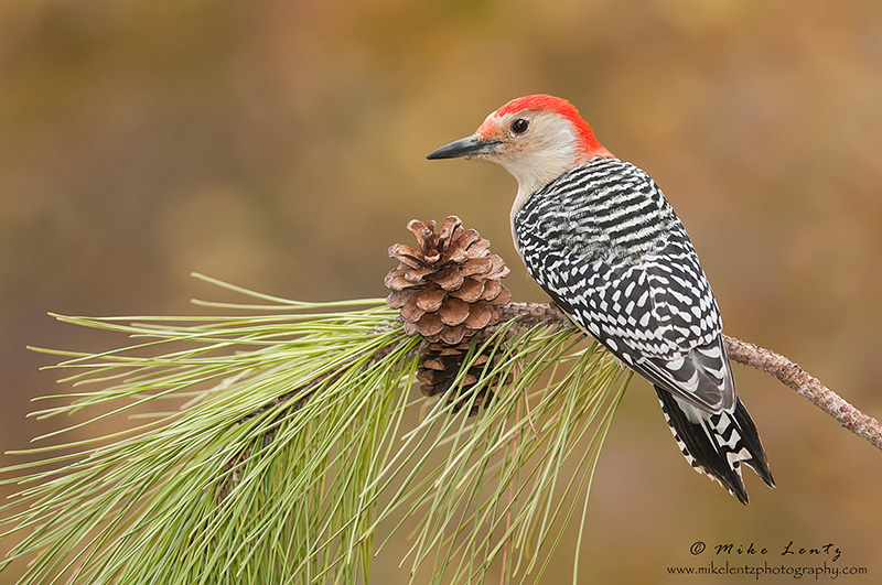 Red bellied Woodpecker on pine cone 