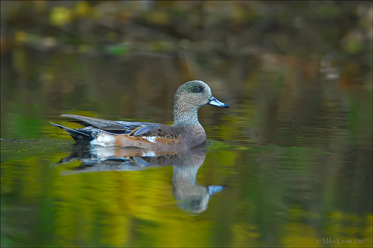 American Widgeon