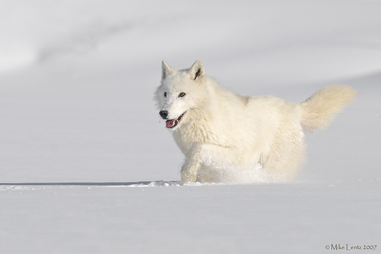 Arctic wolf snow trot photo - Mike Lentz Nature Photography photos at ...